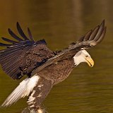 11SB8410 American Bald Eagle Catching Fish